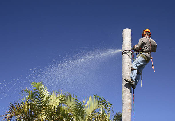  , USA Tree Removal Services Pros